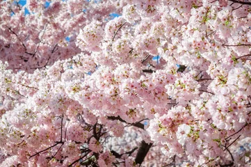 Zelfklevend Fotobehang Cherry Blossom Festival © Zack Frank