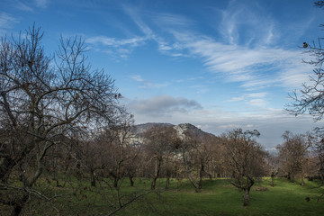 Castagni a Rocca Massima