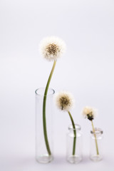 Composition with dandelion seeds and small glass bottles with grey background