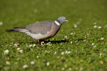 Common Wood Pigeon, Wood Pigeon, Columba palumbus