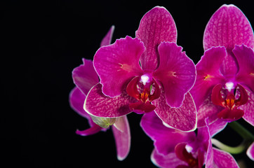Isolated orchid flower on black background