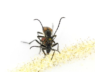 The longhorn beetle Anastrangalia reyi mating