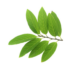 green leaf on a white background