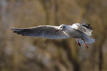 Black-headed Gull, Chroicocephalus ridibundus