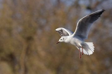 Black-headed Gull, Chroicocephalus ridibundus