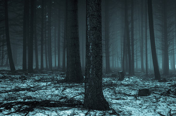 Obraz premium Wald mit Nebel