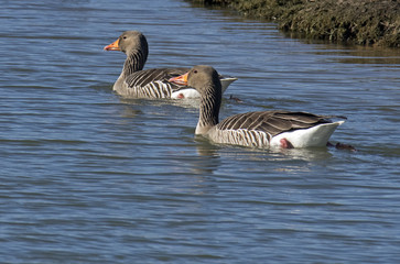 Gooses,Anser anser