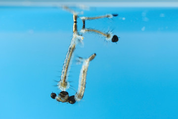 Mosquito Larvae living underwater for a few days before turning into adult insects.