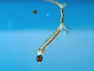 A mosquito larva in its short stage during which it lives mostly in stagnant water.