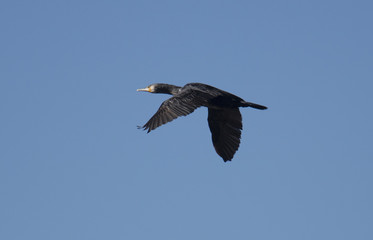 Great Cormorant in flight
