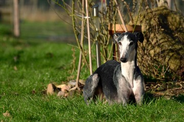 Fototapeta premium Galgo Espanol liegt im Gras