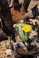 Big Bend National Park