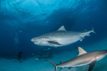 Tiger shark