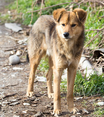 Portrait of a dog on the nature