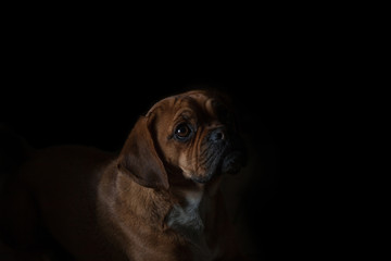Puggle
