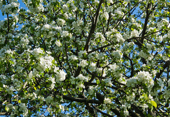 Fototapeta na wymiar blooming apple trees closeup in a park on sunny day