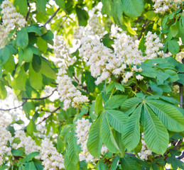 blossoming chestnut tree in sunny park