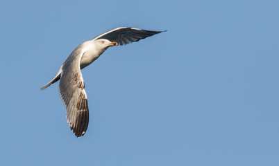 Obraz premium Yellow-legged Gull (Larus michahelis)