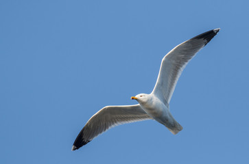 Fototapeta na wymiar Yellow-legged Gull (Larus michahelis)