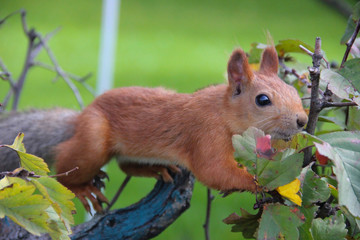 curious squirrel
