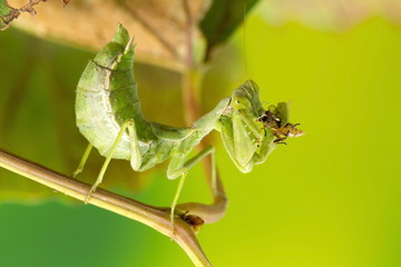A macro photo of small wingless praying mantis, only about 3cm long, and full size.