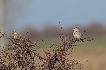 Corn Bunting (Emberiza calandra)