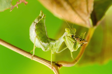 A macro photo of small wingless praying mantis, only about 3cm long, and full size.