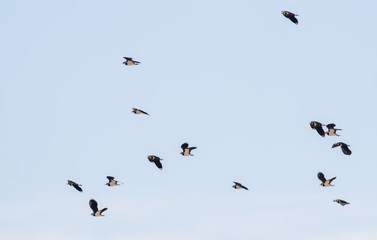 Lapwings (Vanellus vanellus)