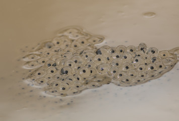 Frog Spawn