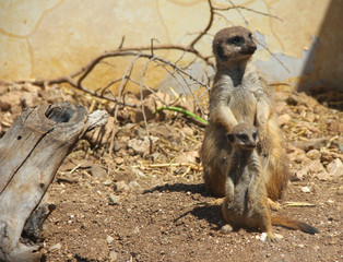 Fototapeta premium meerkats: mother and child