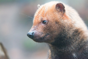 Bush Dog
