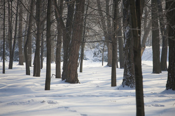 Forest in the snow.