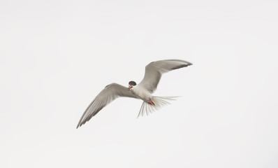 Fototapeta na wymiar Common Tern (Sterna hirundo)