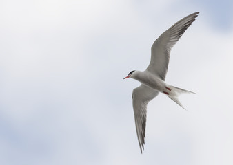 Common Tern (Sterna hirundo)