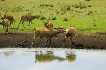 Deer at waterhole