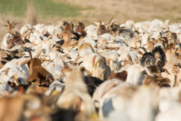 Flock of goats