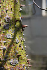 Horiziya magnificent Cyprus - a tree with thorns and prickles