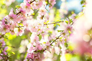 Obraz premium Cherry blossoms on a branch in the sunshine. Tonning photo