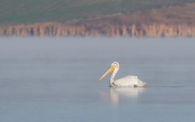 Dalmatian Pelican (Pelecanus crispus)