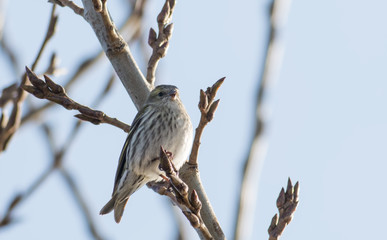 Siskin (Carduelis spinus)