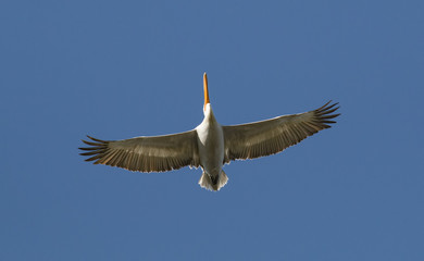 Dalmatian Pelican (Pelecanus crispus)