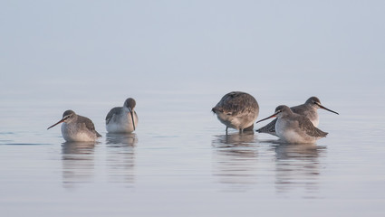 Common Redshank (Tringa totanus)