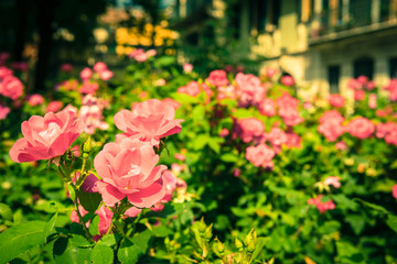Bush of beautiful roses in a garden