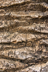 old dry palm tree rind texture