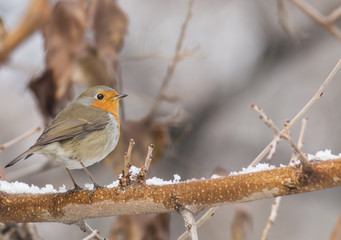 Robin (Erithacus rubecula)