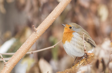Robin