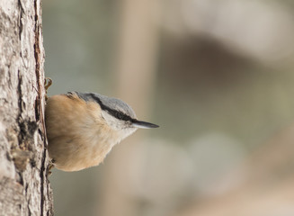 Eurasian Nuthatch (Sitta europaea)