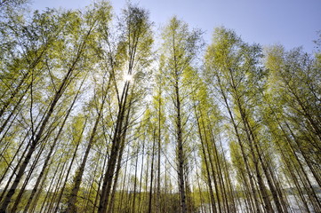 Sun shining through canopy in spring