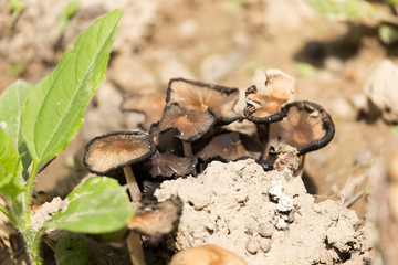 toadstool mushroom in nature