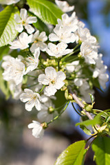 Apple Spring white flowers on a tree branch. Apple tree in bloom. Spring, seasons, time of year. White flowers of Apple tree